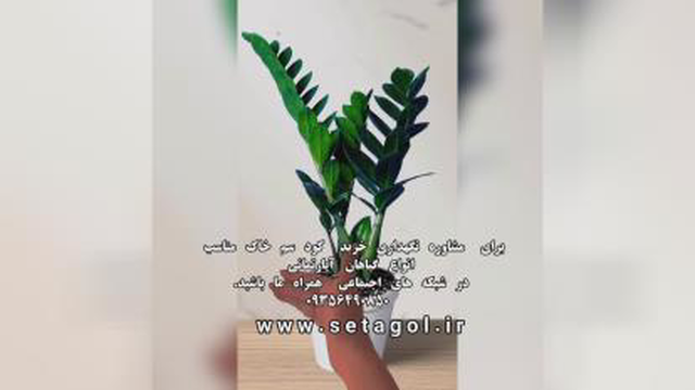 خرید فروش روش دلیل راه شرایط سم کود تقویتی خاک مکمل مناسب پاجوش زدن رشد ریشه پهن
