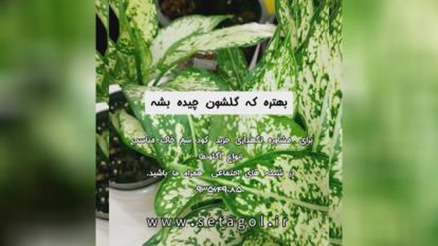 خرید فروش روش دلیل راه شرایط سم کود تقویتی خاک مکمل مناسب پاجوش زدن گل گیاه آگلو