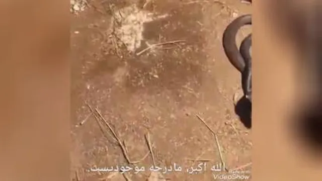 ببینید مرغ چه جور از تخم هاش مواظبت می کنه