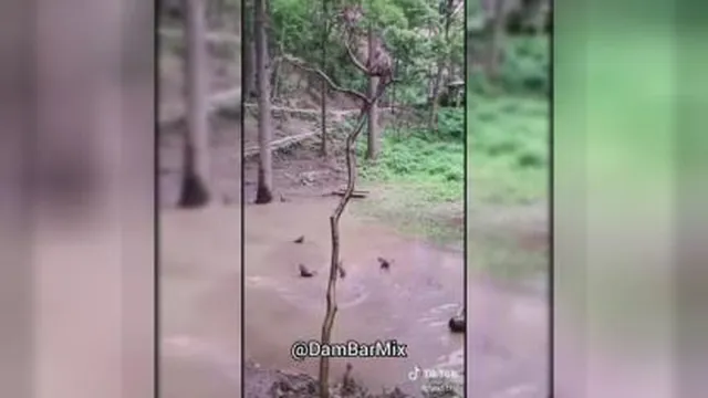 کلیپ طنز دزفولی
