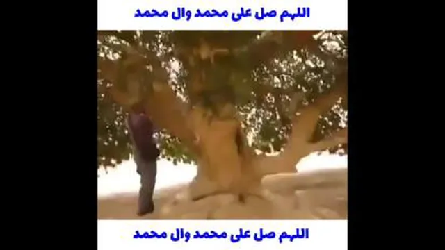 درخت خشکی که پیامبر وسط بیابان تکیه داد وزنده شده همچنان سیز هست .....