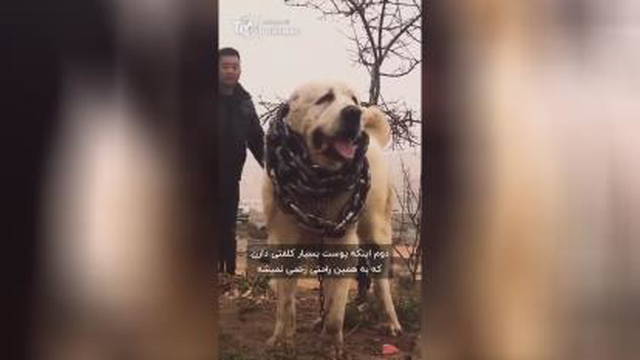 سگ سرابی