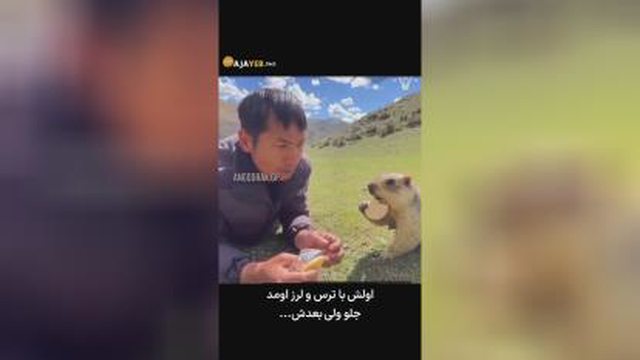 حیوانات
