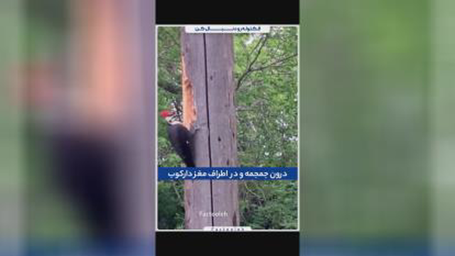 دارکوب