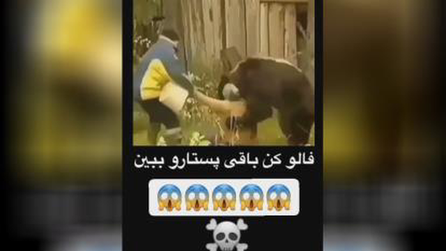 حمله انسان به خرس