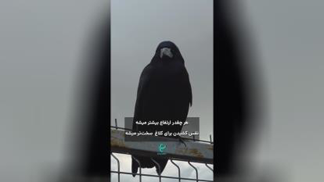 کلاغ عقاب