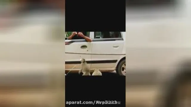 فیلم خنده دار _پلنگ