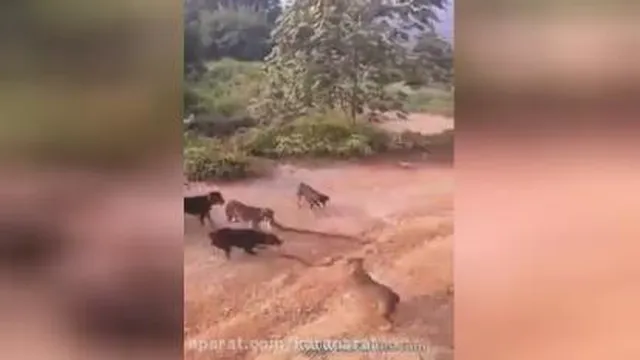 حمله چند سگ به مار چند متری😱😱😔