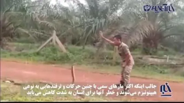 راهکار گرفتن یک مار کبری بزرگ توسط یک سرباز