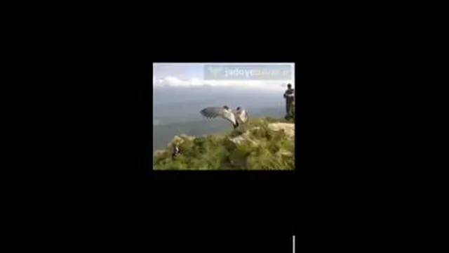 پرنده ای که ملاحظه میکنیدبعدازسالهاازقفس ازادشده