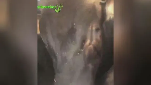 اشکهای یه گاور در هنگام ورود به کشتارگاه😞