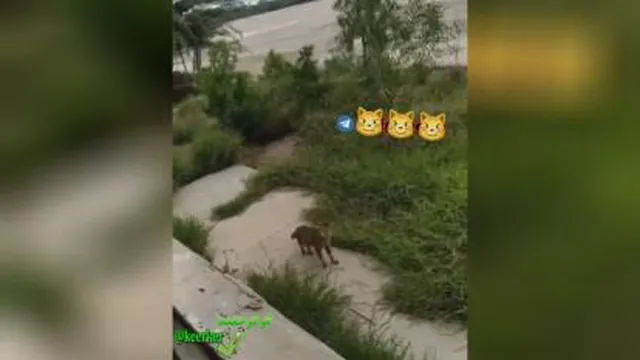 مکالمه مرد ایرانی با گربه😐😂