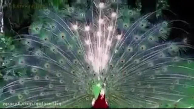 زیبایی و جلال