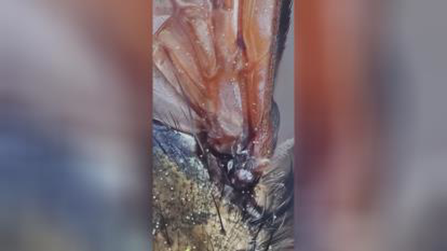 بزرگنمایی
