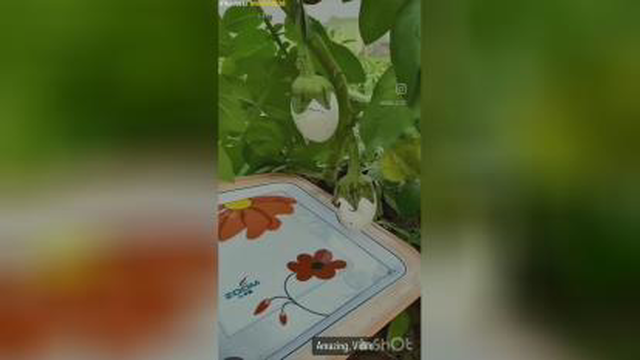 گیاهی که تخم مرغ می ده