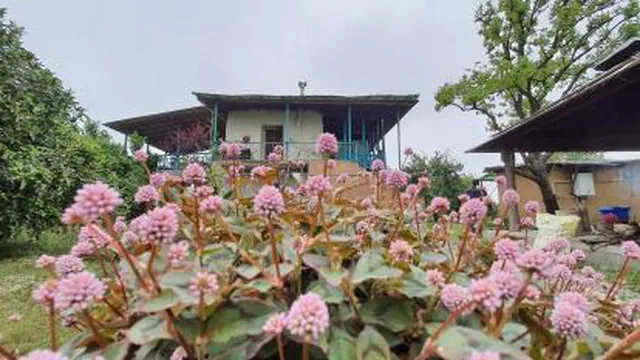 گل گشت .خانه بوم گردی کندوج.بهار