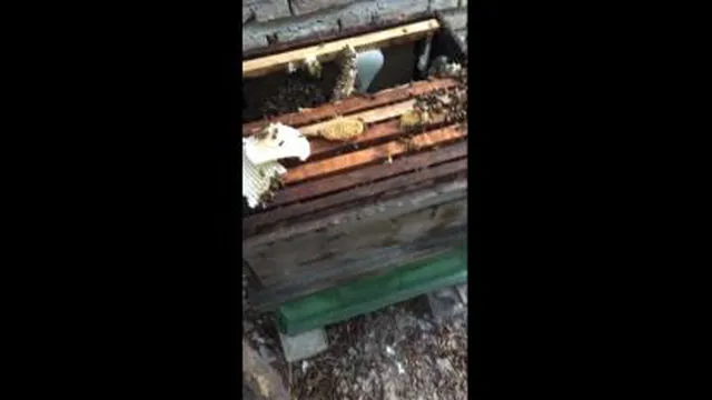 🐝🐝عسل ارگانیک با موم طبیعی