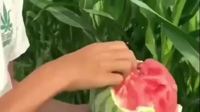 هندوانه