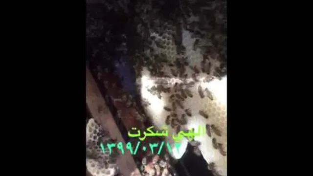 🐝🐝عسل
