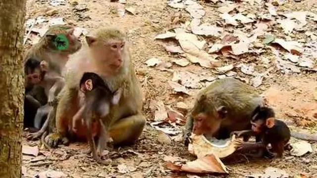 ازار میمونها