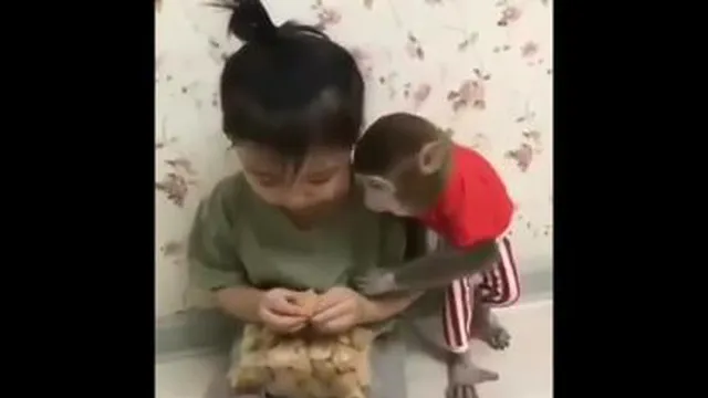 monkeys