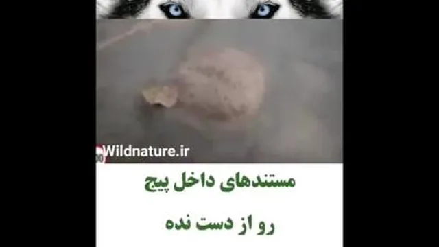معجزه ی خداوند_این کلیپ رو حتما ببینید