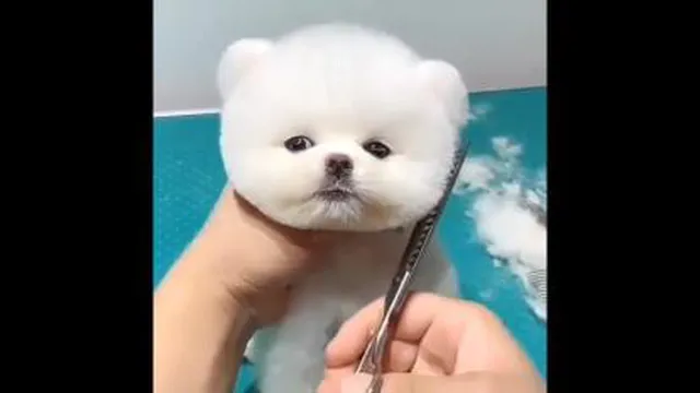 از این سگ ها دوست  دارید😍