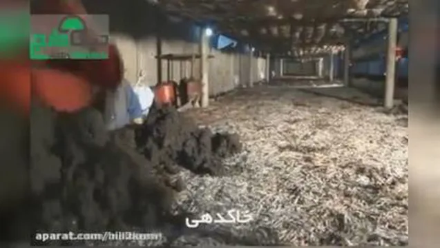 پرورش قارچ دکمه ای