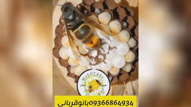 . زنبور زرد🐝 داستان ما ، خونه خودش رو با الیاف و چوب نرم شده که با بزاق دهنش