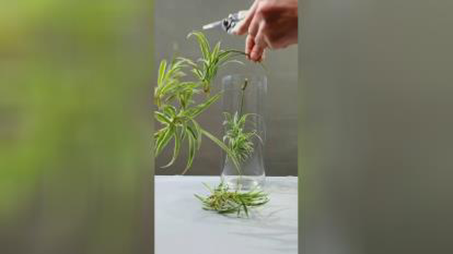 ایده جالب برای سفره عید