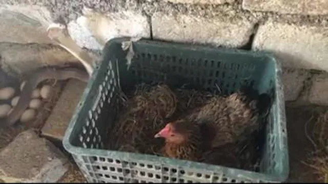جدال مرغ و مار