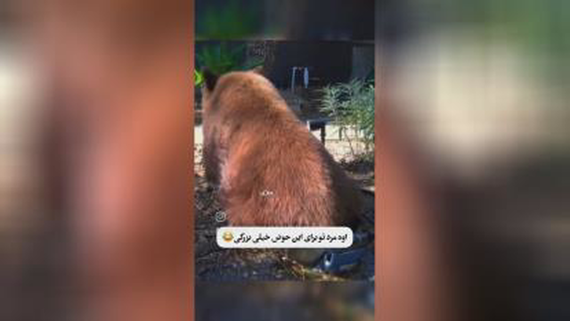 #حیوانات#