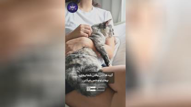 گربه