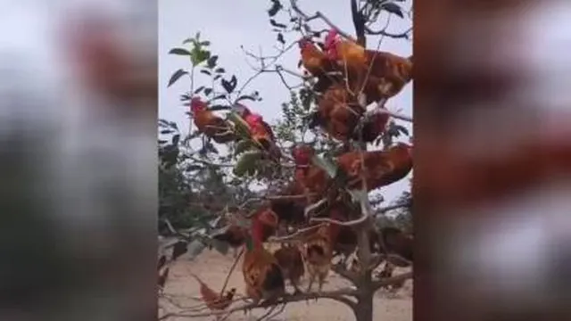 مر غ
