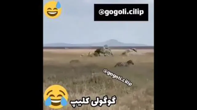 حیوانات