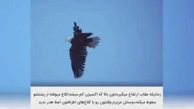 اوج عقاب