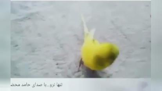 تنها نرو ...