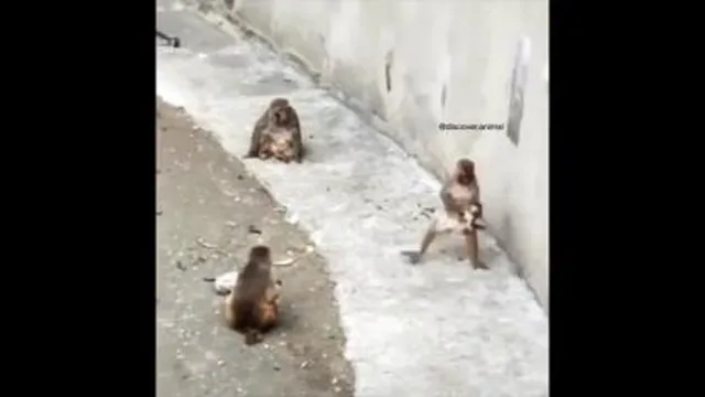 میمون با مزه