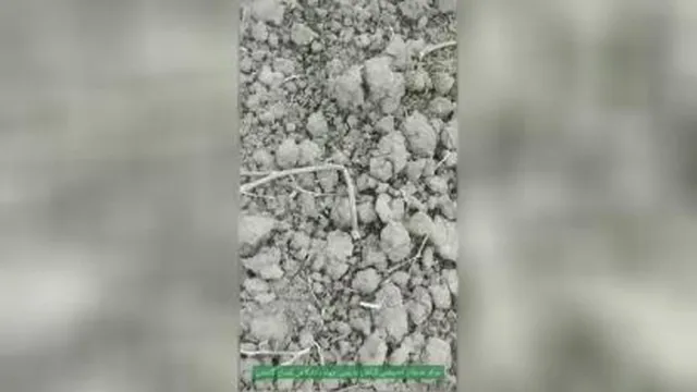 کشت سیاه دانه در گلستان