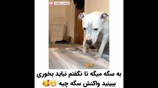#سگ ها فهمیده اند