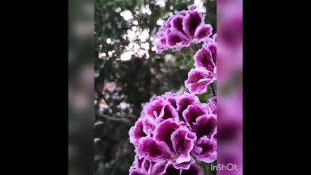 زیبا