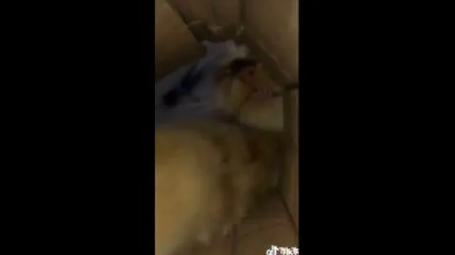 گربه ملوس