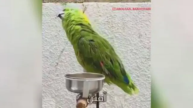 طوطی سخنگو