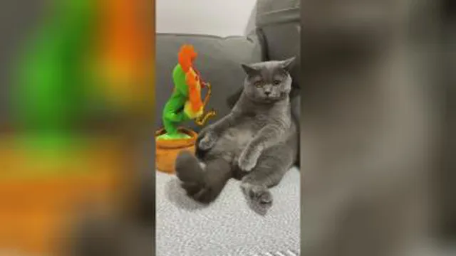 کلیپ زیبای گربه و عروسک😂😂😂