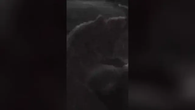 کلیپ عالی گاو هااا