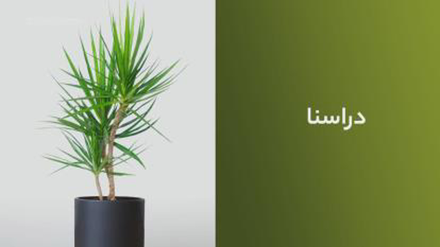 گیاهان آپارتمانی که نگهداری آن آسان است