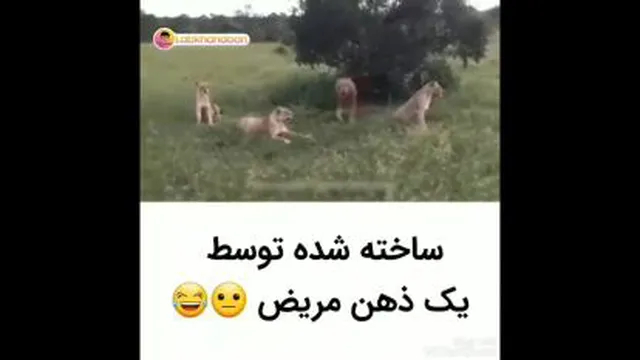 فقط بخند