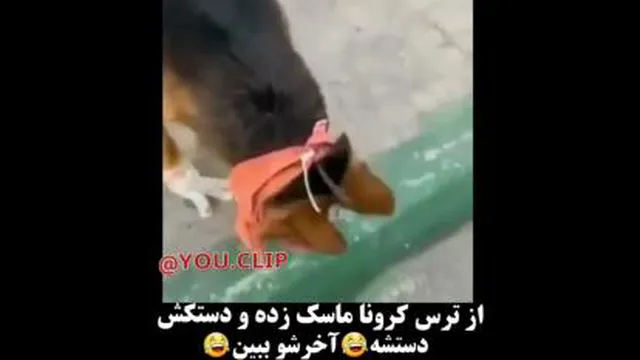 سگه_ماسک_دستکش_زده_کرونا_نگیره