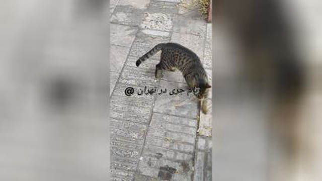 تام و جری در دنیای واقعی