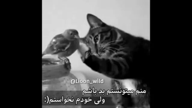 بدون شرح...